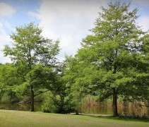 Zwarte Els 'Laciniata' bomen