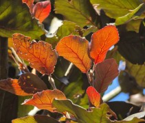 Fagus sylvatica 'Riversii' - Rode Beuk 'Riversii' - nieuw zomerblad met tegenlicht