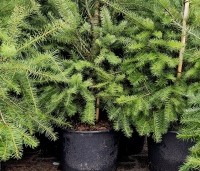 Pseudotsuga menziesii - Douglasspar - 6