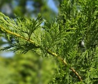 Cupressocyparis leylandii - Leylandcypres - 2