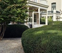 Taxus baccata - Venijnboom - 1