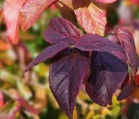 Parrotia persica 'Bella' - Perzisch IJzerhout - 5