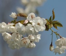 Japanse sierkers  'Shirotae' bloemen in detail