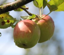 Malus domestica 'Groninger Kroon'