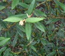 blad Viburnum ‘Pragense’