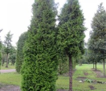 Thuja occ Brabant