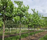 Morus illinois 'Everbearing' - Rode moerbei (kruising alba x rubra) - 3