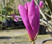 Magnolia 'Susan' - Beverboom - 1