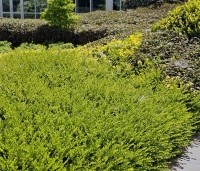 Lonicera nitida Maigrun - Struikkamperfoelie - 3