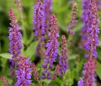 Salvia nemorosa 'Ostfriesland' per kist á 24 stuks - Salie - 1