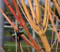 Acer palmatum ‘Bi-hoo’ - Acer palmatum ‘Bi-hoo’ - 1