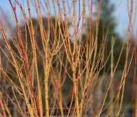 Acer palmatum ‘Bi-hoo’ - Acer palmatum ‘Bi-hoo’ - 2