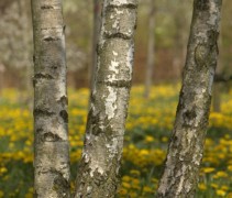 Betula pendula