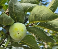 Diospyros 'Nikita's Gift' - Kaki boom 'Nikita's Gift' - 1