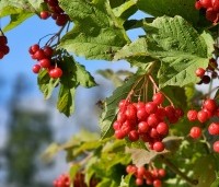 Viburnum opulus - Gelderse Roos - 1