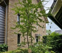 Nothofagus antartica - Schijnbeuk - 1
