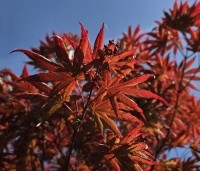 Acer palmatum 'Trompenburg' - Japanse Esdoorn 'Trompenburg' - 1