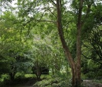 Acer buergerianum - Drietandsesdoorn - 1