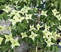 Cornus kousa 'Milky Way' - Japanse grootbloemige Kornoelje - 3