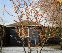 Hamamelis x intermedia Orange Beauty