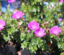 Kleine Geranium plantjes in P9 potjes die met Vivimus bodemverbeteraar snel zullen aanslaan