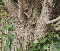 Populus nigra 'Italica' - Italiaanse populier - 1