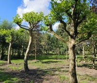 Platanus hispanica - Plataan - organisch gevormde dakbomen