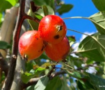 Malus 'John Downie'