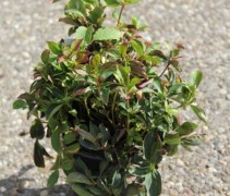 Cornus Canadensis bodembedekker