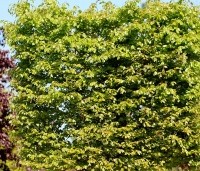 Fagus sylvatica - Groene beuk - 1