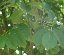 knop Fraxinus ornus 'Mecsek'