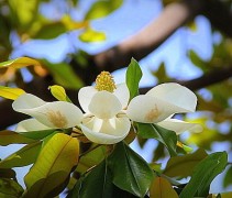 Magnolia Grandiflora