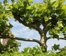 Platanus hispanica 