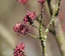 Ulmus Wredei