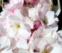 Prunus serrulata 'Amanogawa'