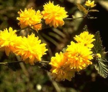 Ranonkelstruik met gele vrolijke bloemen