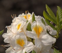 Rhododendron Azalea Knaphill Persil