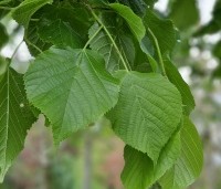 Tilia platyphyllos - Zomerlinde - voorjaar