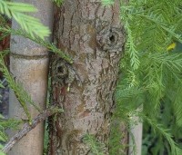 Taxodium distichum 'Shawnee Brave' - Moerascypres - 4