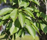 Prunus serrulata 'Kiku-shidare-zakura' - Japanse sierkers 'Kiku-shidare-zakura' - 7