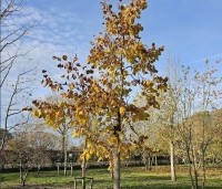 Tilia henryana - Chinese linde - herfstkleuren nov