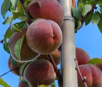 Prunus persica 'Suncrest' - perzik - 4