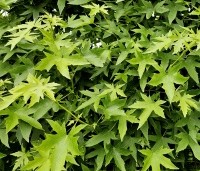 Liquidambar styraciflua 'Worplesdon' - Amberboom - dicht bladerdek bij gesnoeide boom