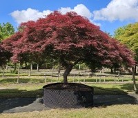 Acer palmatum 'Garnet' - Japanse esdoorn 'Garnet' - 2