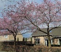 Prunus 'Accolade' - Japanse Sierkers - 1