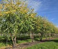 Betula nigra - Zwarte berk - 1