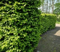 Carpinus betulus - Haagbeuk - 4