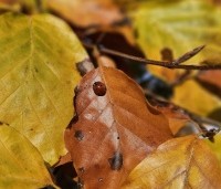 Fagus sylvatica 'Atropunicea' - Rode beuk - 2