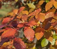 Fagus sylvatica 'Atropunicea' - Rode beuk - 4