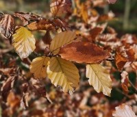 Fagus sylvatica 'Atropunicea' - Rode beuk - 1